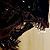 xenomorph